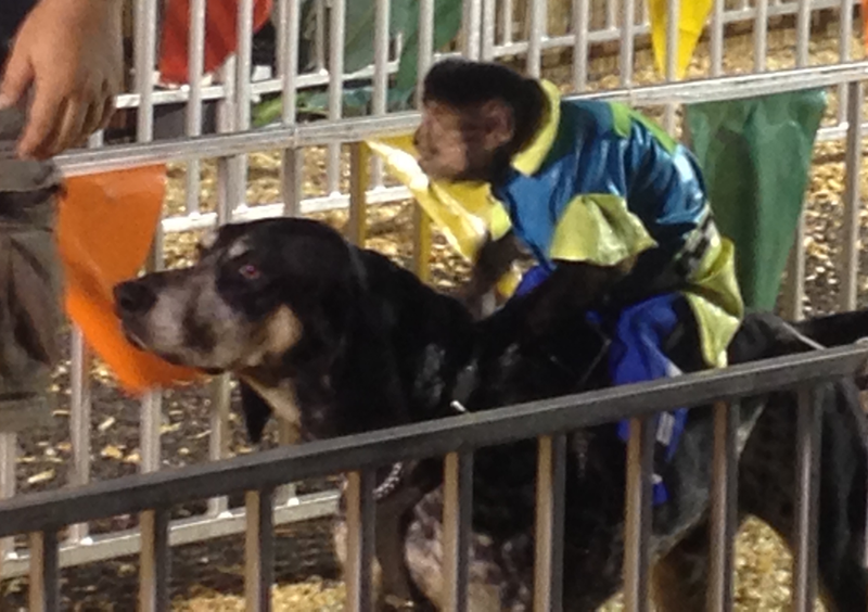 Illustration for article titled Banana Derby Is The Weirdest Sport You've Never Seen